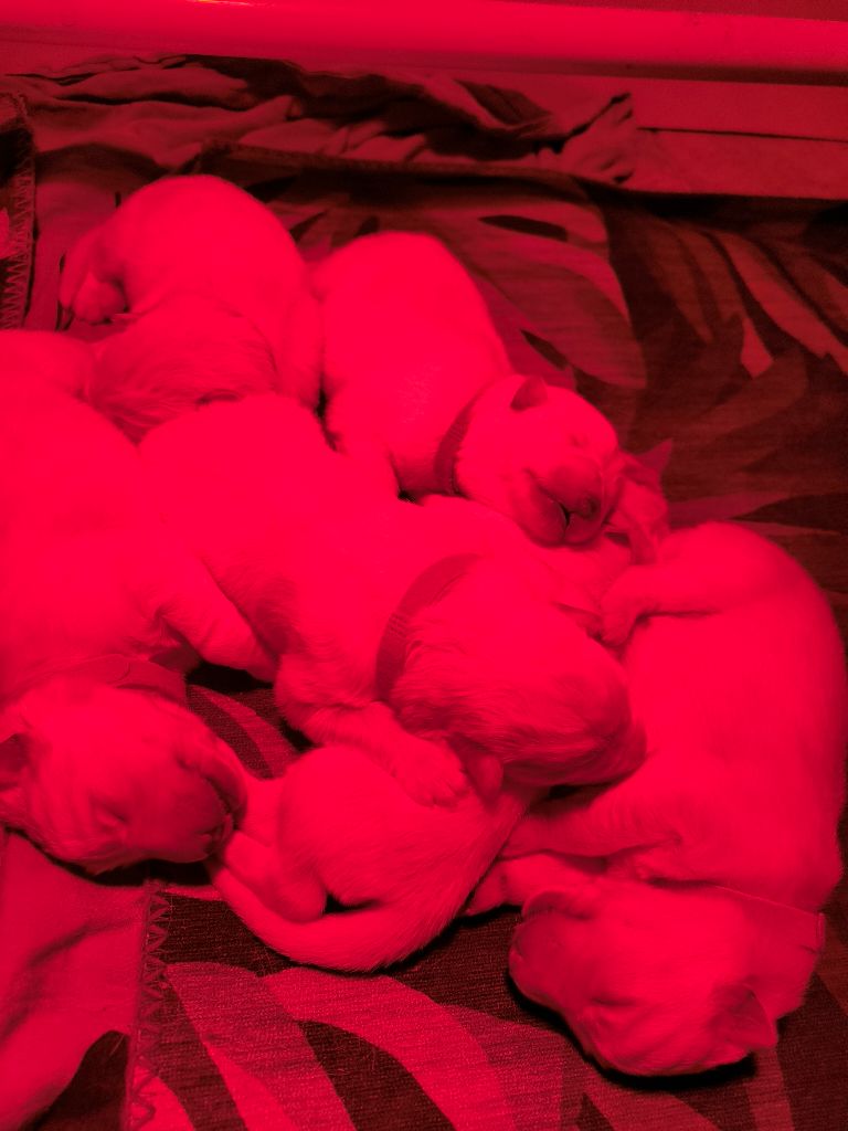 chiot Berger Blanc Suisse Jérémy Huleux